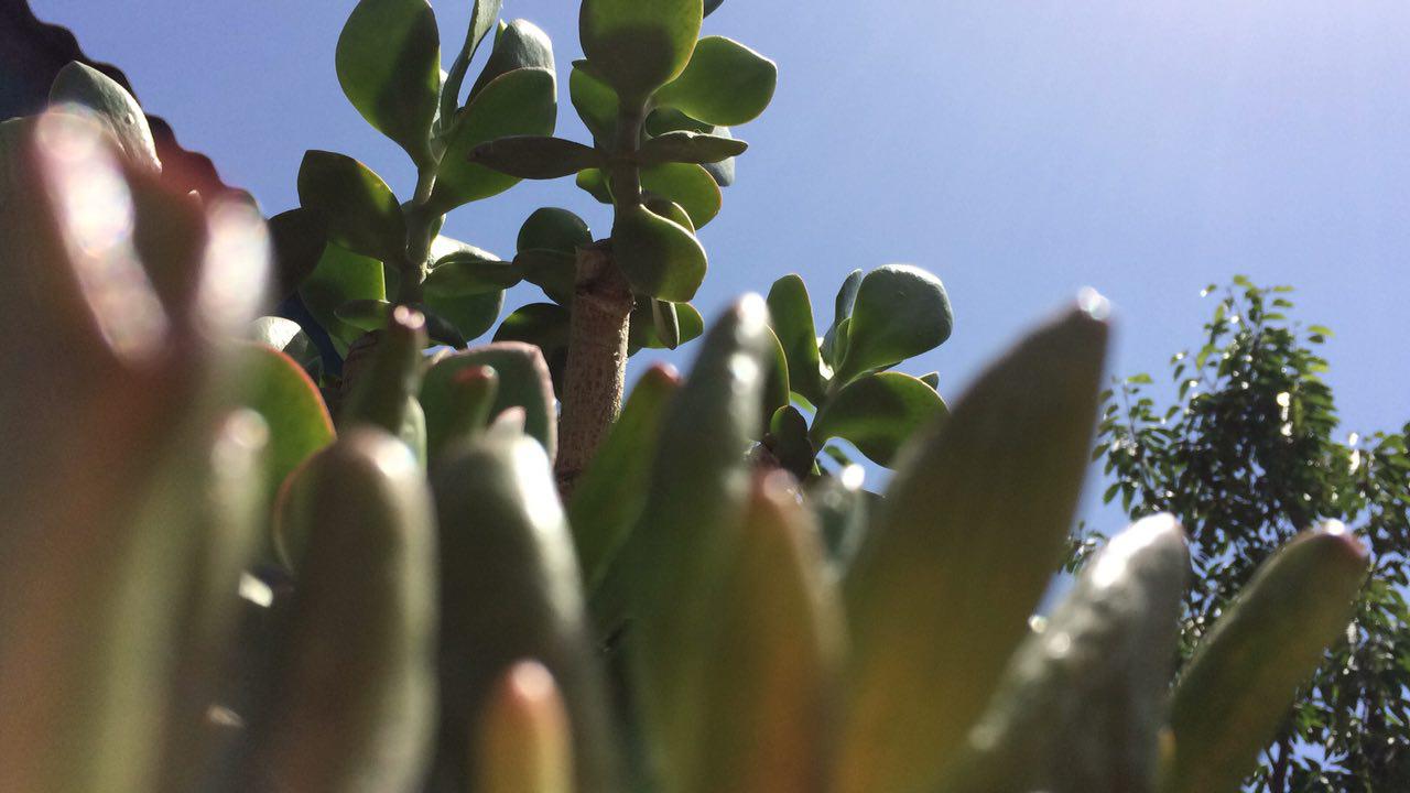 Crassula ovata — Денежное дерево
