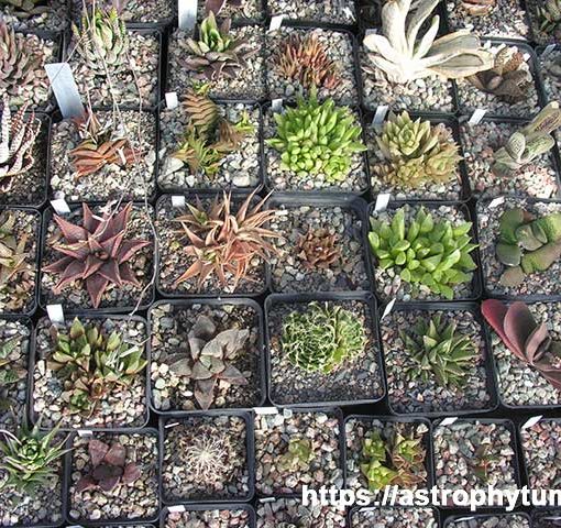 https://astrophytum.kz