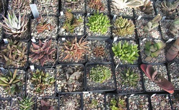 https://astrophytum.kz