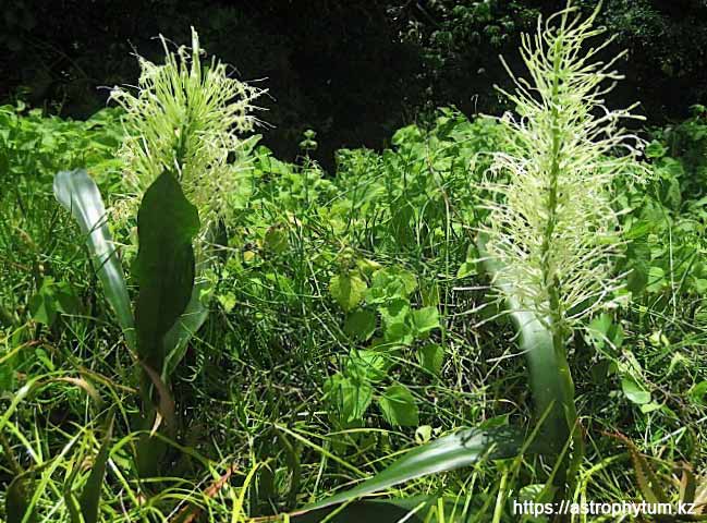 Sansevieria pedicellata в природе