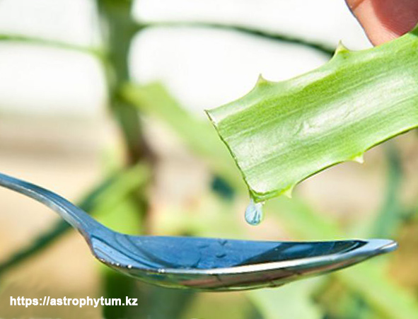 Aloe vera использовался в лечебных целях на протяжении веков